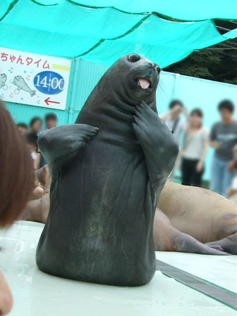 http://www.eimu.com/dgcol/aka03